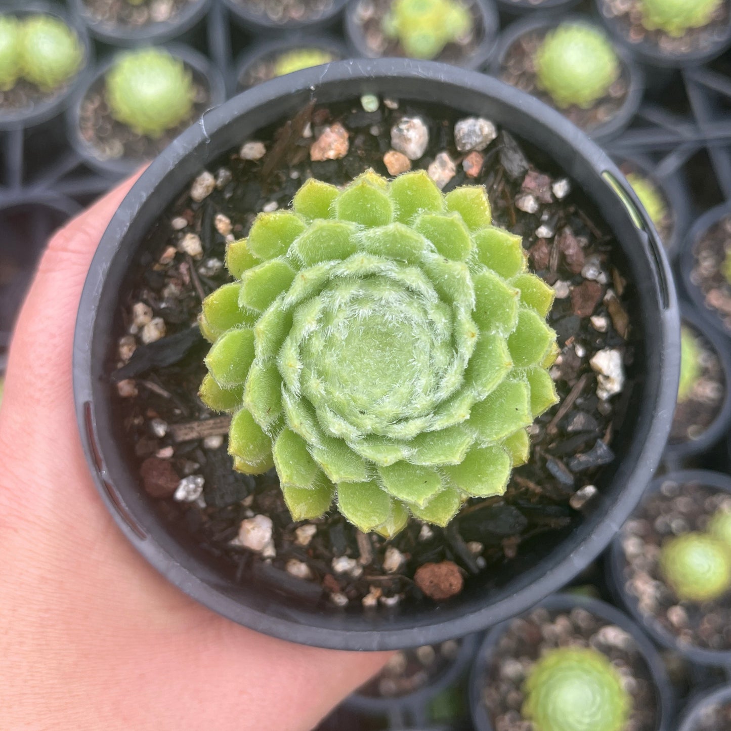 Sempervivum Candy Floss (LS)