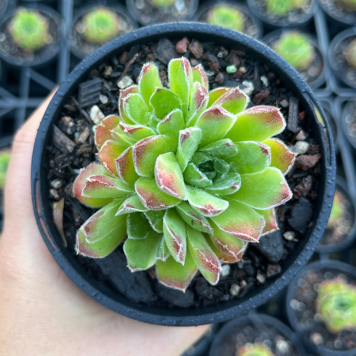 Sempervivum Heufelli Burgarian (LS)