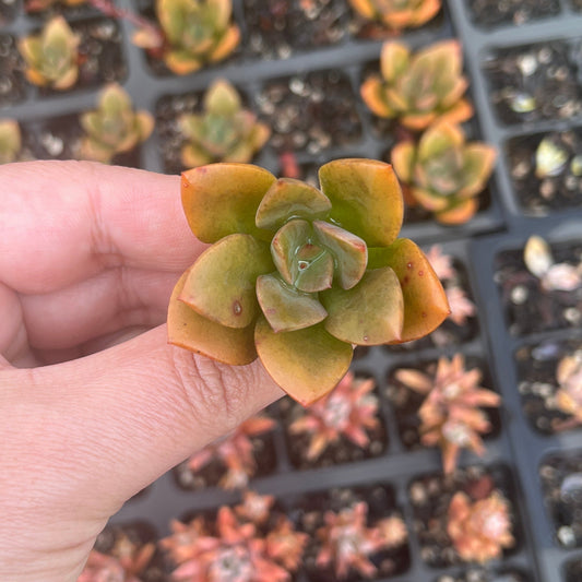 Echeveria Chroma (Cutting)