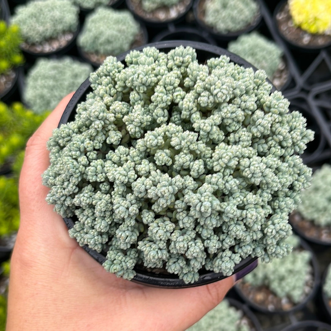 Sedum Dasyphyllum Brevifolia (LG)