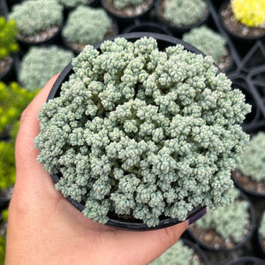 Sedum Dasyphyllum Brevifolia (Large)