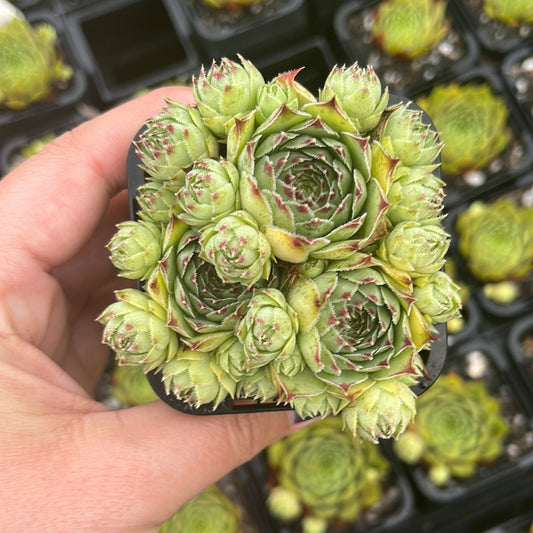 Sempervivum Greenii (SQ)