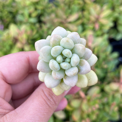 Pachyveria Rococco (Cutting)