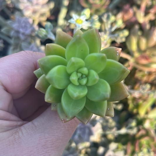 Graptoveria Golden Glow (Cutting)