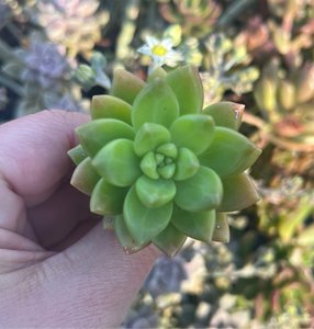 Graptoveria Golden Glow (Cutting)