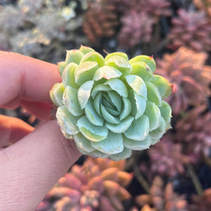 Echeveria Rasberry Ice (Cutting)