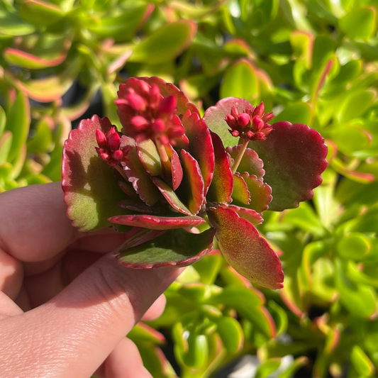 Kalanchoe Pink Edge (Cutting)