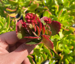 Kalanchoe Pink Edge (Cutting)