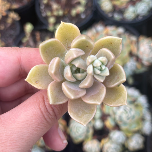 Graptoveria Capella (Cutting)