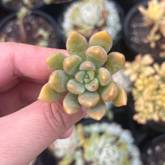 Graptoveria Repeco (Cutting)