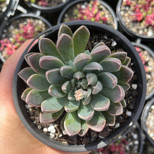 Graptoveria Wind of Change (LG)