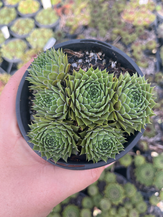 Sempervivum Shell Scock (LS)