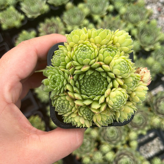 Sempervivum Pekinese (SQ)