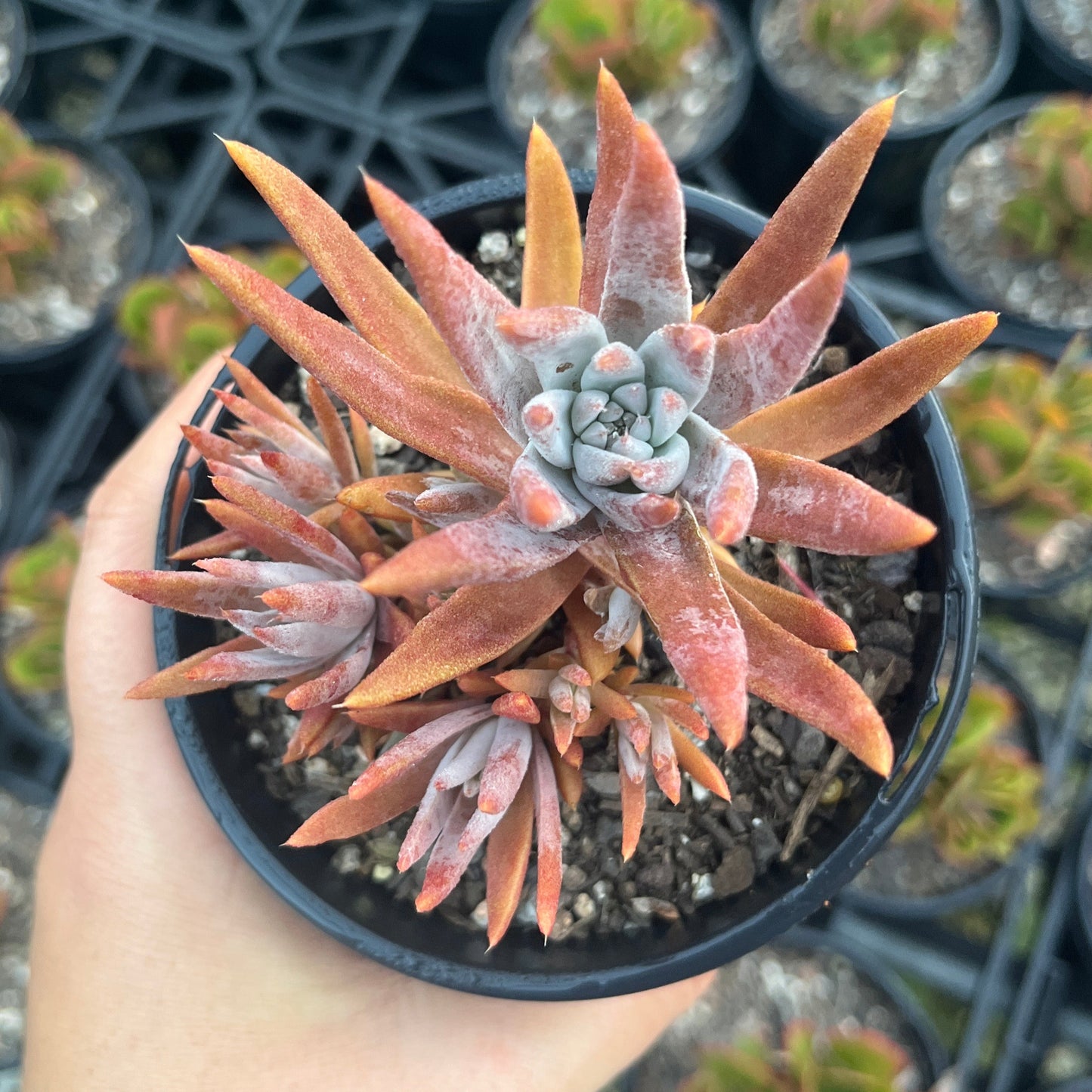 Orostachys Japonica (LG)