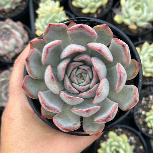 Echeveria Roulette (LG)