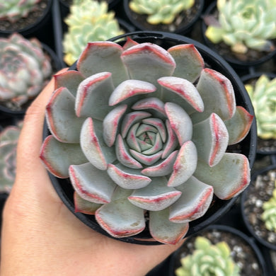 Echeveria Roulette (Large)