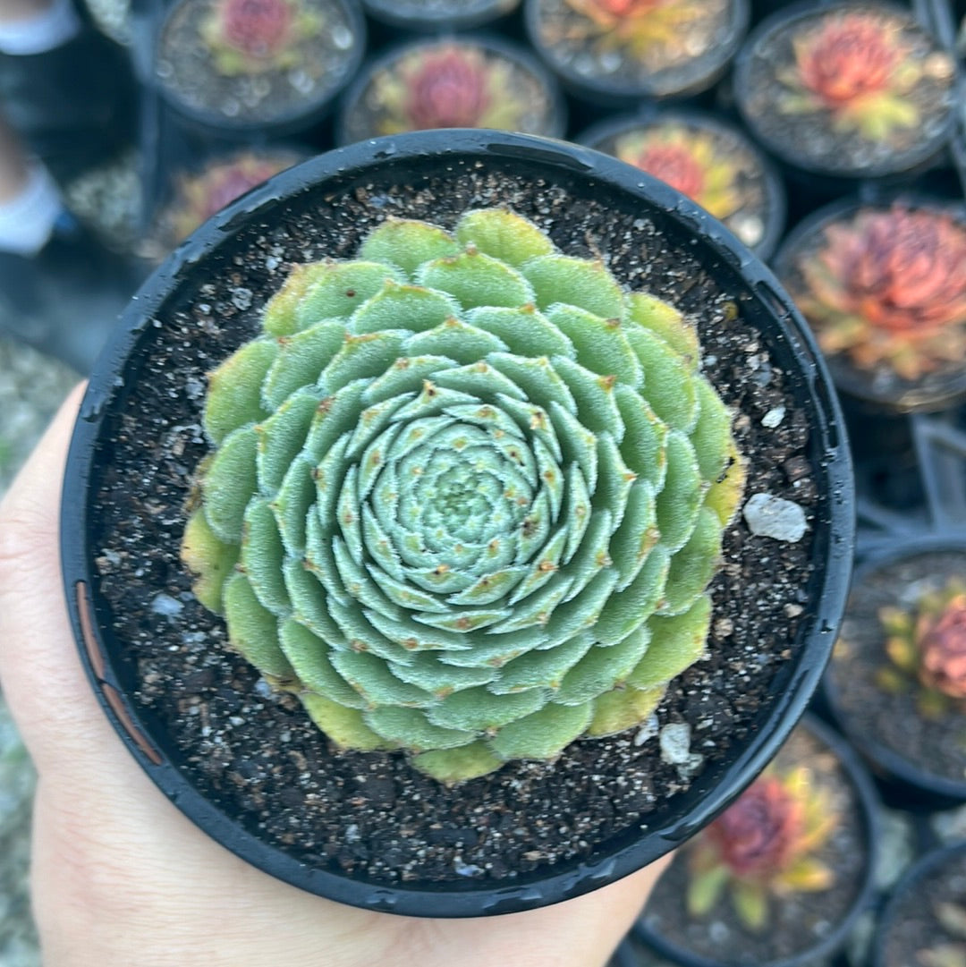 Sempervivum Rasberry Ice (LS)