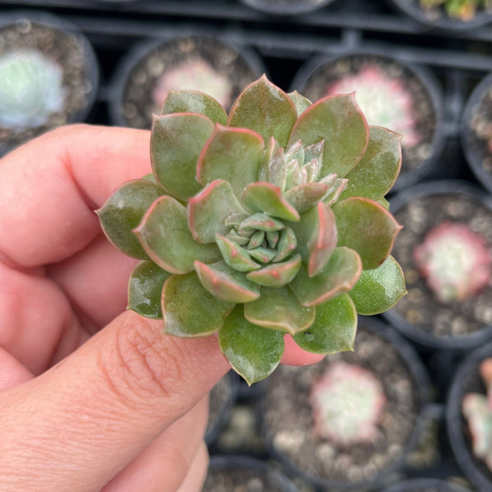 Echeveria Purple Drop (Cutting)