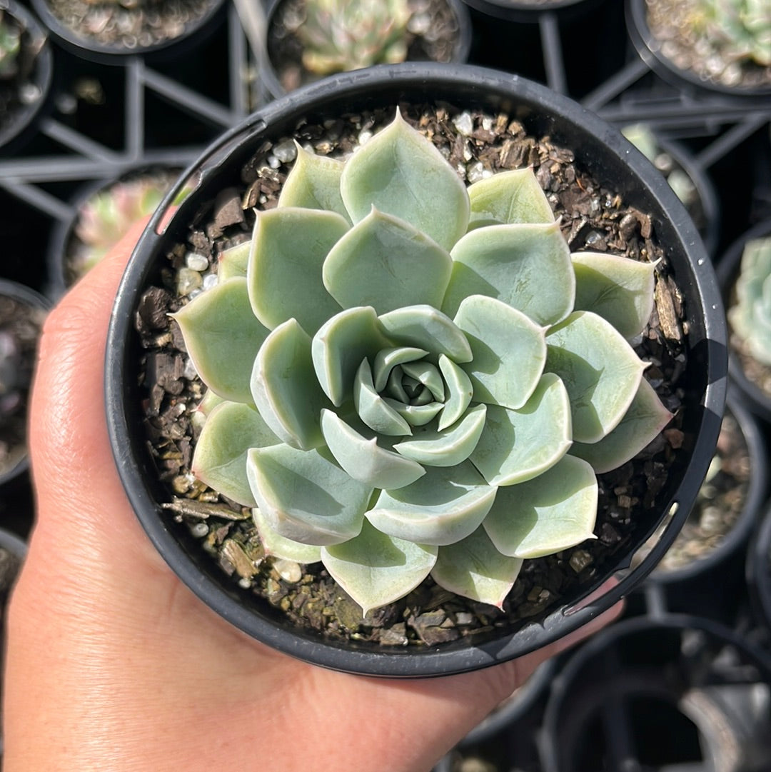 Echeveria Moon Fairy (LG)