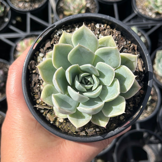 Echeveria Moon Fairy (LG)