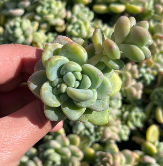 Sedum Clavatum (Cutting)