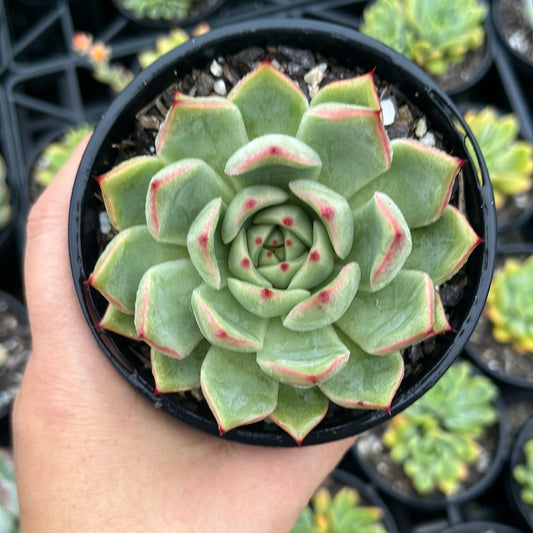 Echeveria Fire Festival (LG)