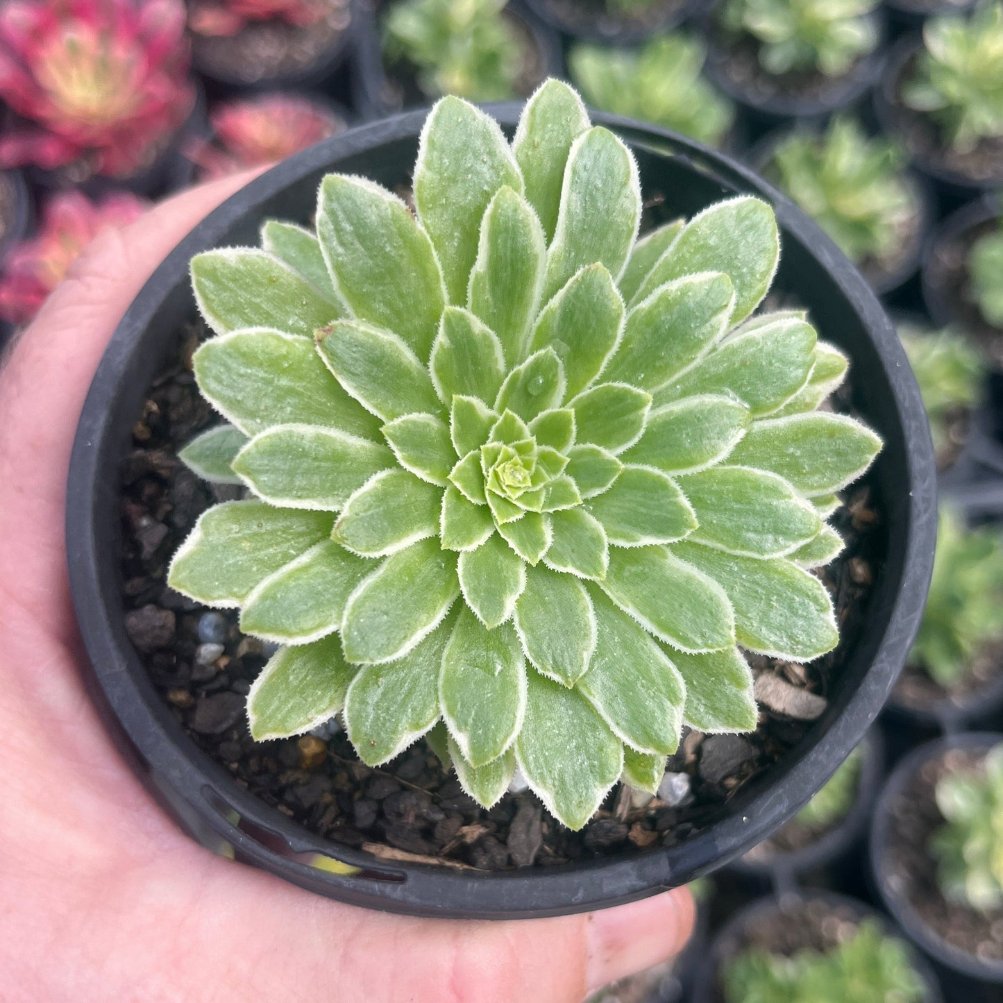 Aeonium Emerald Ice (LG)