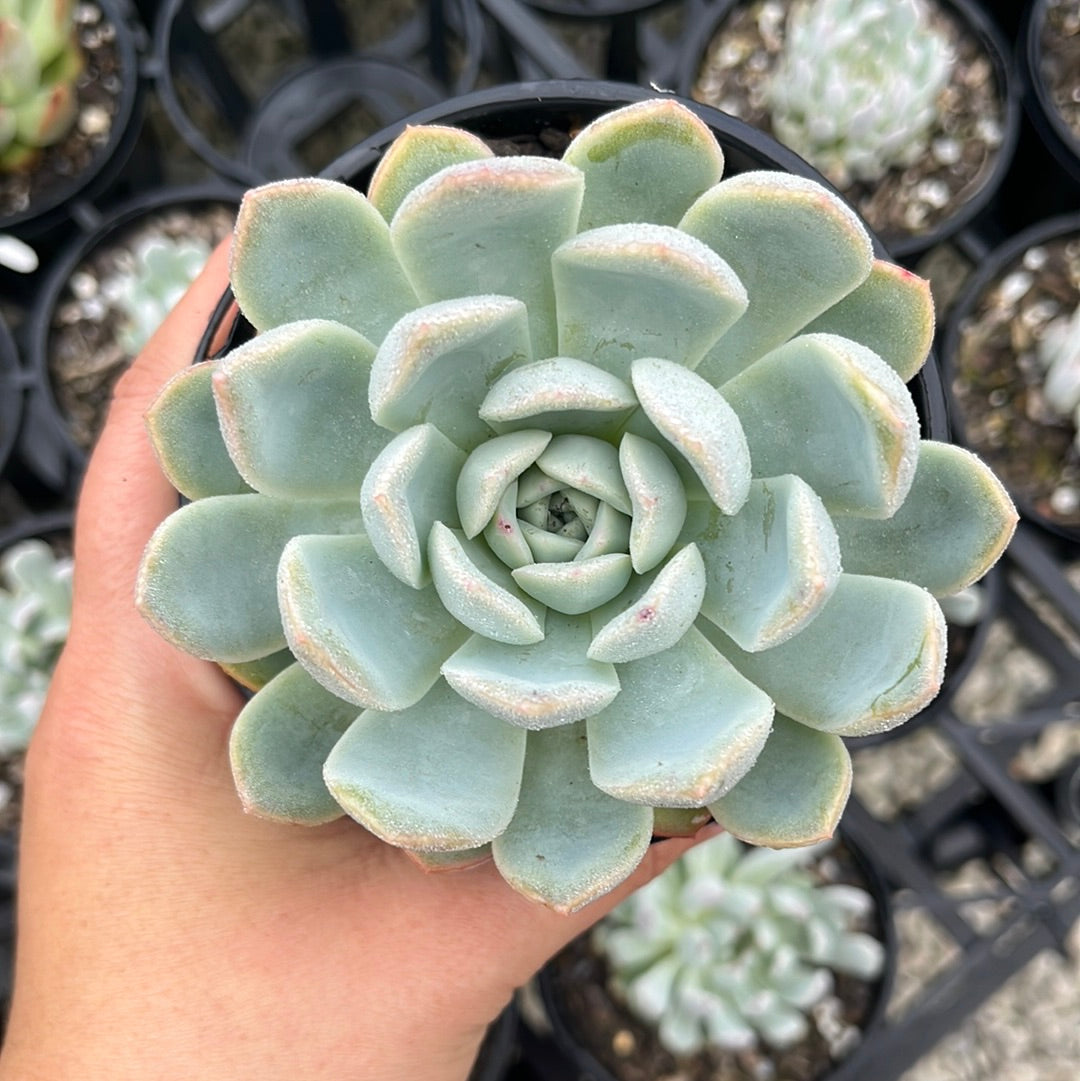 Echeveria Sasa Queen (LG)