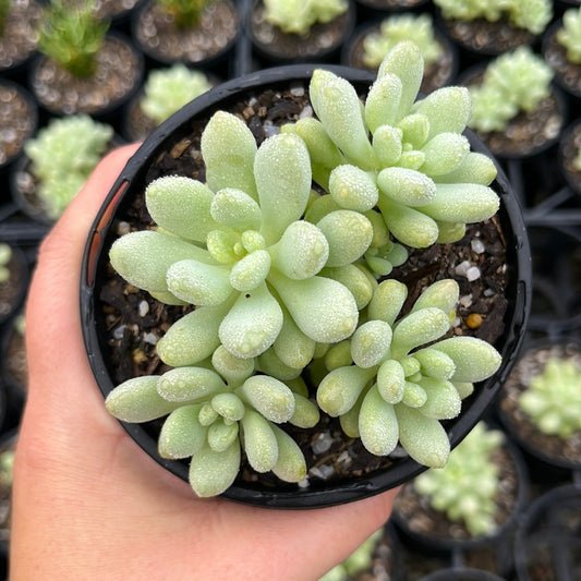 Graptoveria Cute Bean (LG)