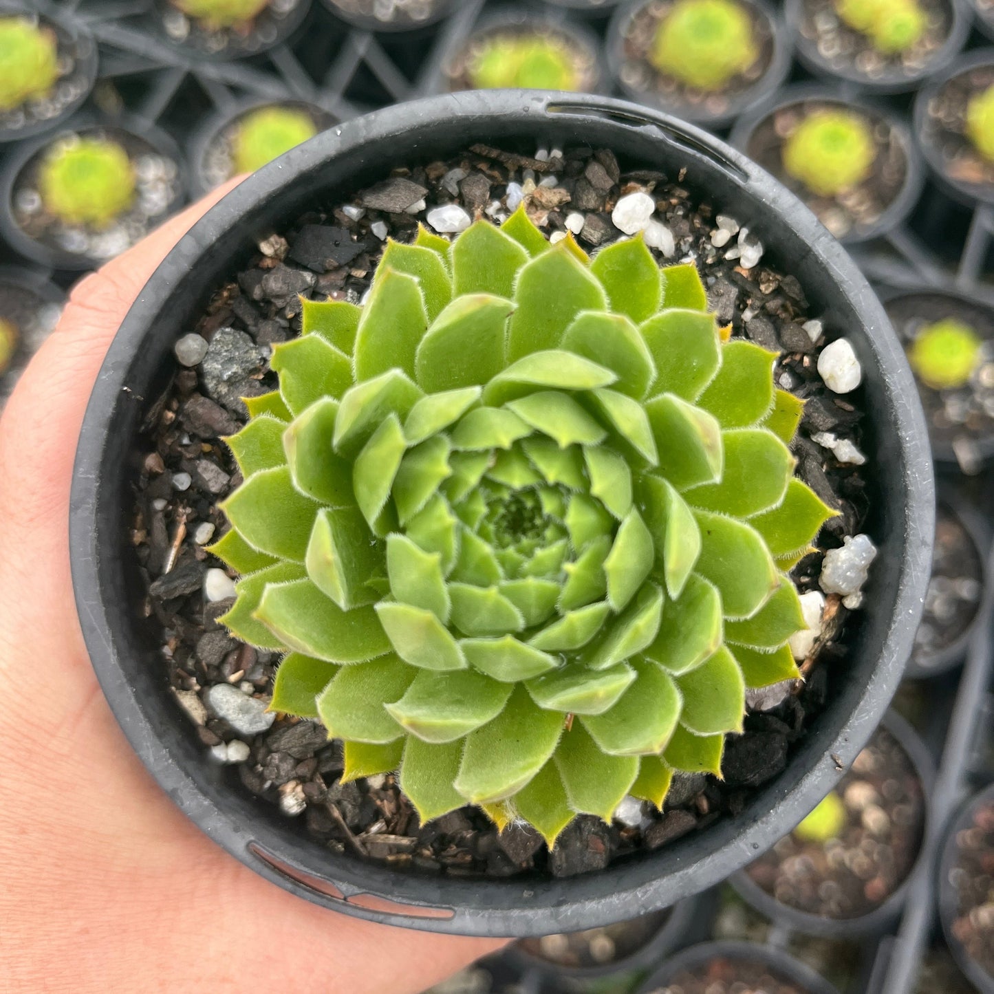 Sempervivum Rosie (LS)