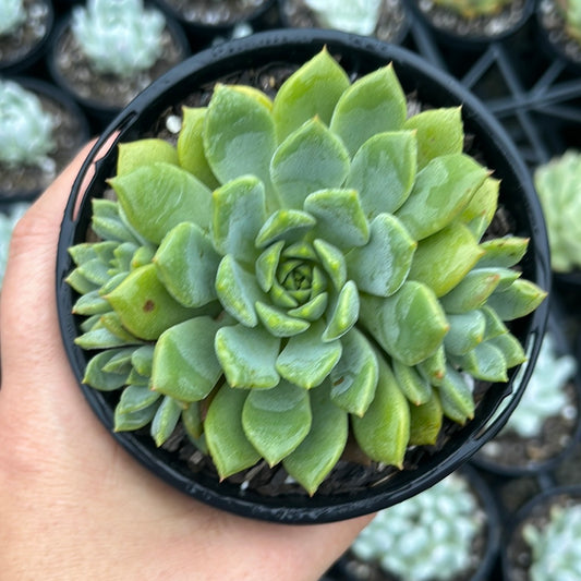 Echeveria Darena (LG)