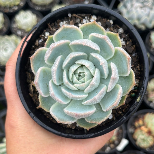 Echeveria Violet Elegans (LG)