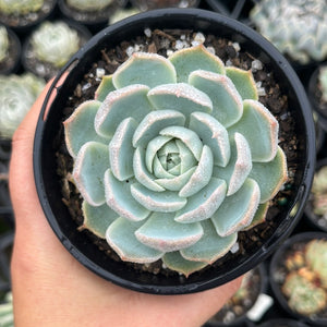 Echeveria Violet Elegans (Large)