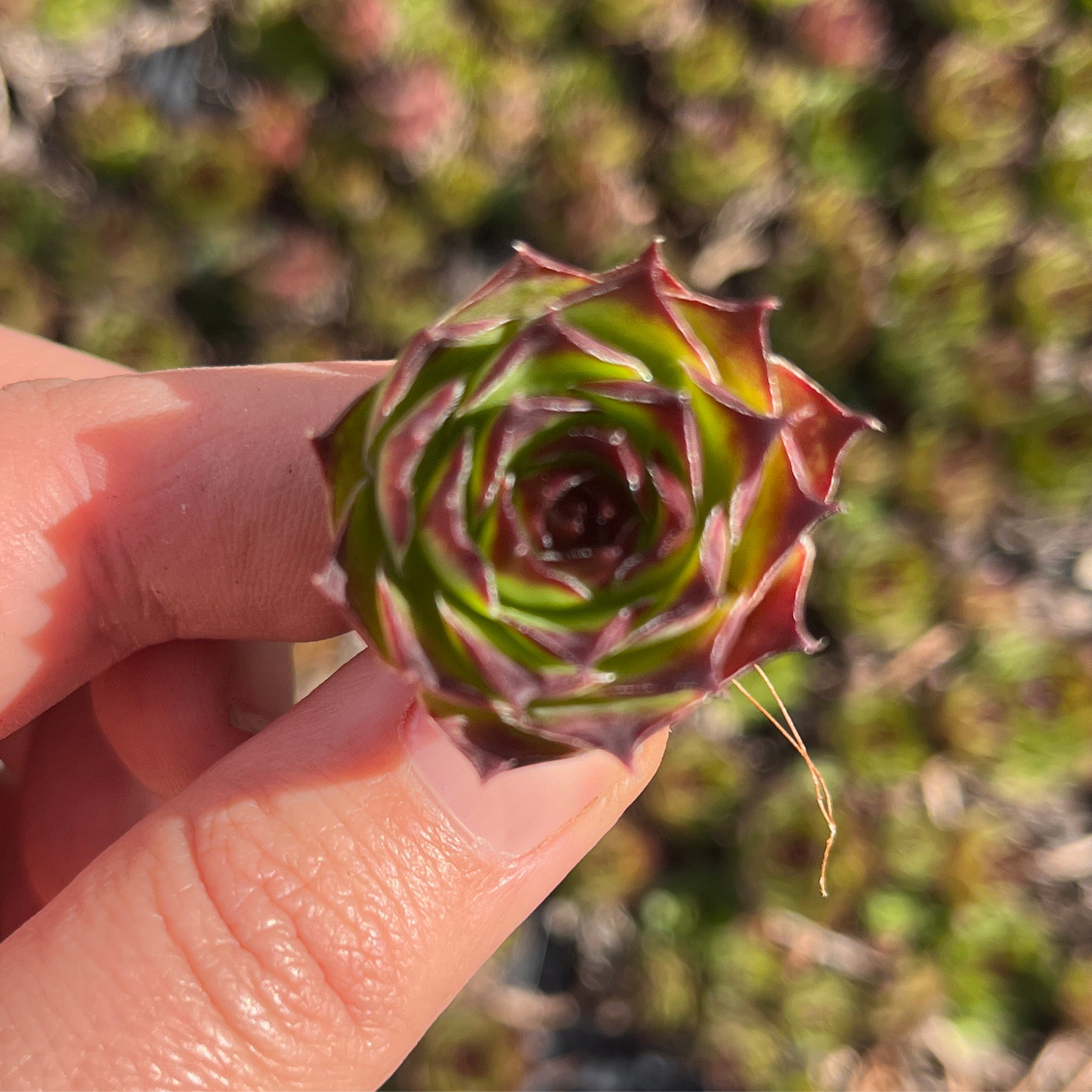 Sempervivum Tectorum (Cutting)