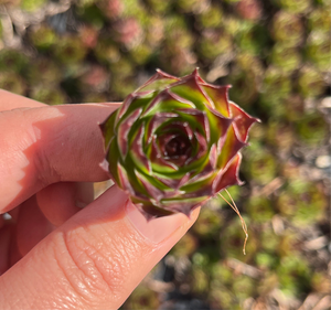 Sempervivum Tectorum (Cutting)