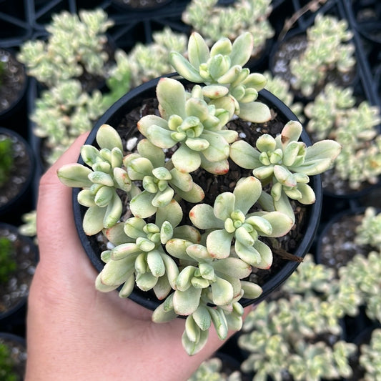 Sedum Sedona Variegata (LG)