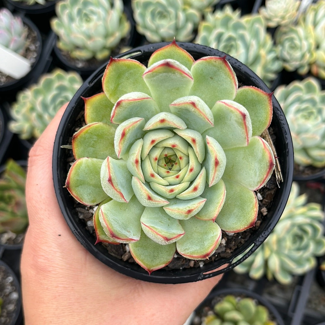 Echeveria Crystal Fairy (LG)