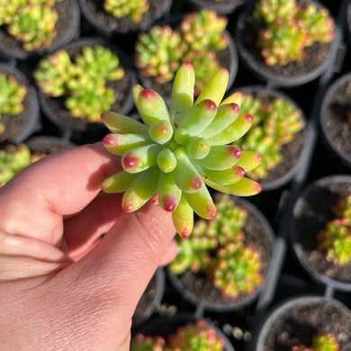 Sedum Blue Jelly Bean (Cutting)