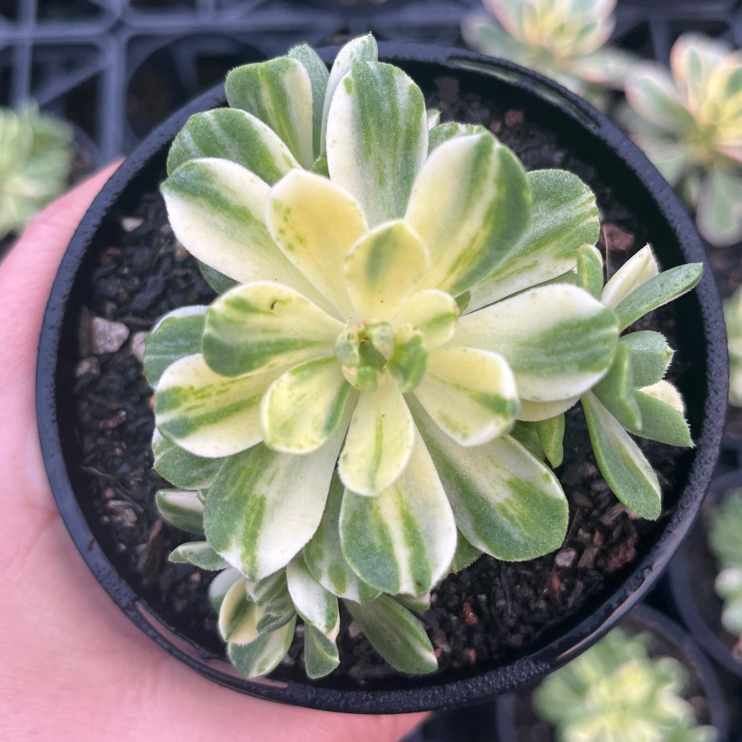 Aeonium Suncup (LG)