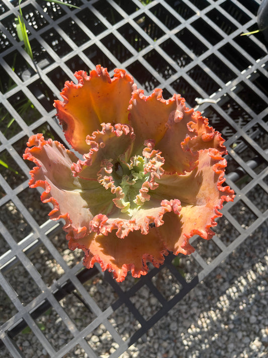 Echeveria 155mm (SS)