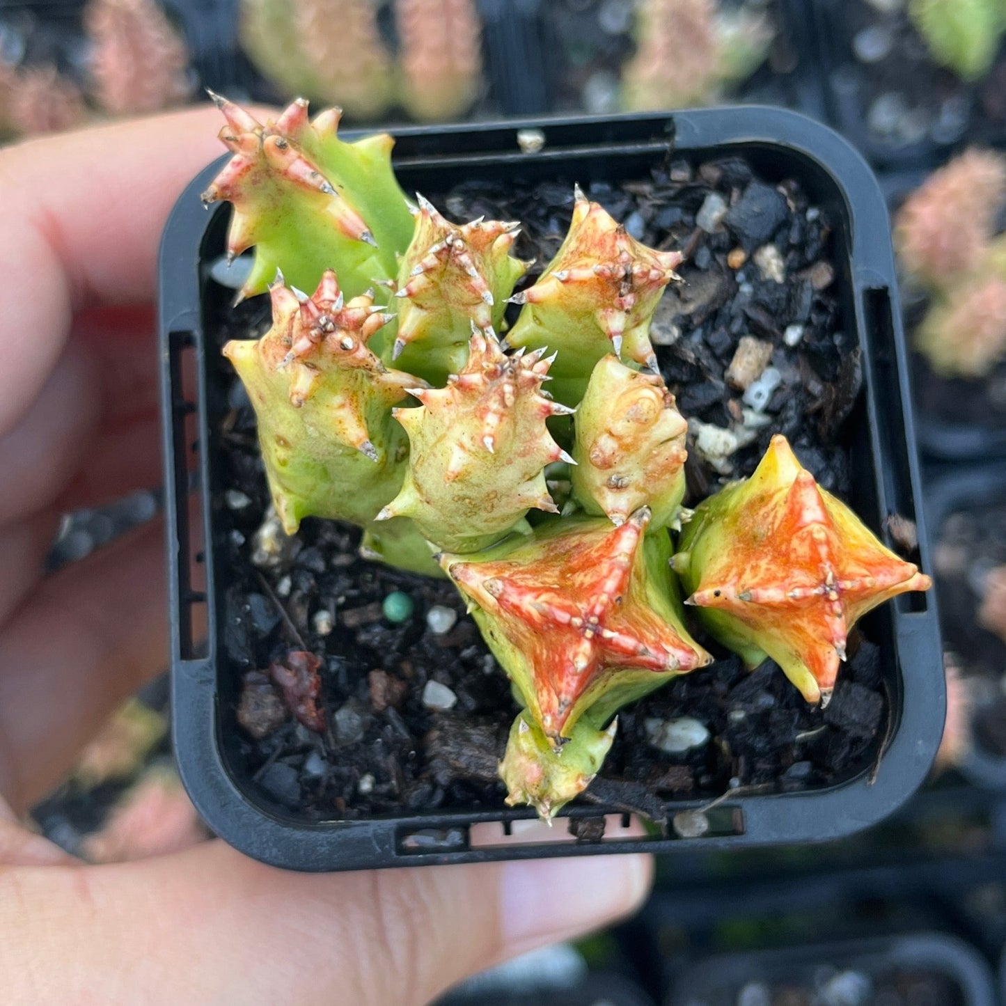 Huernia Guatta Yellow (SS)