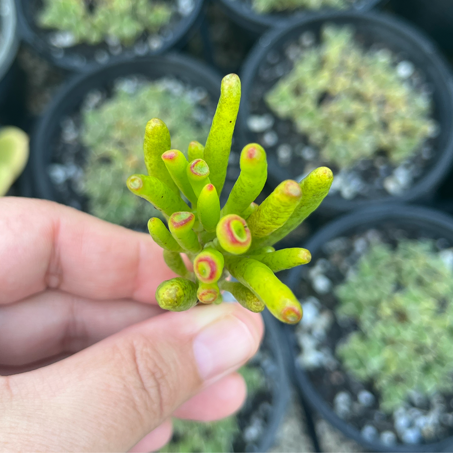 Crassula Gollum (Cutting)