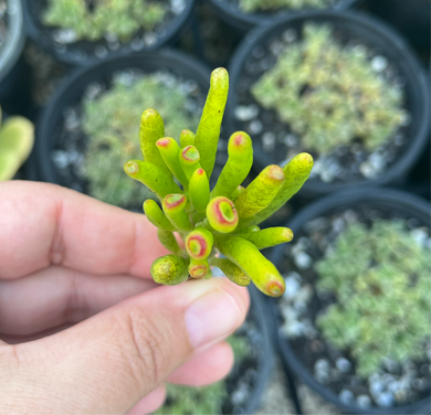 Crassula Gollum (Cutting)