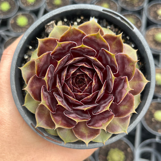 Sempervivum Granby (LS)