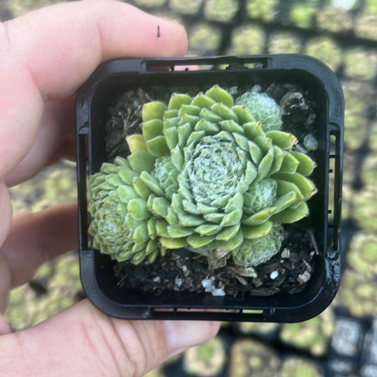 Sempervivum Arachnoidium (SQ)