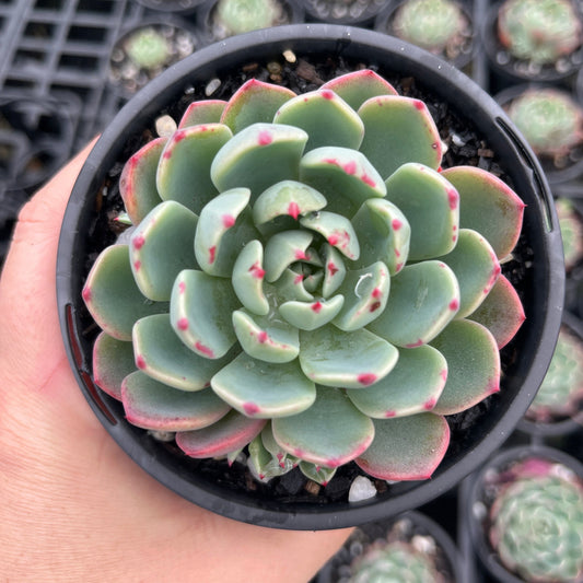 Echeveria Shichifuku Bini (LG)