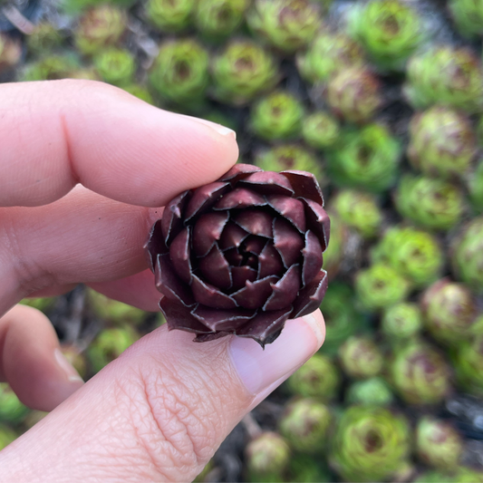 Sempervivum Chocolate Kisses (Cutting)