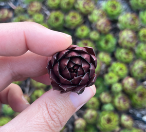 Sempervivum Chocolate Kisses (Cutting)