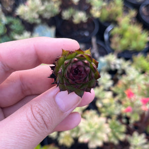 Sempervivum Autumn Apple (Cutting)