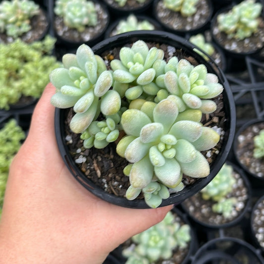 Sedum Cavier (LG)